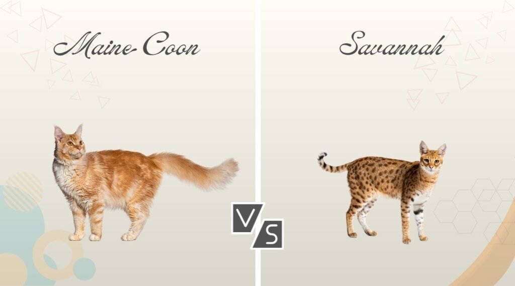 Maine Coon vs Savannah Cat
