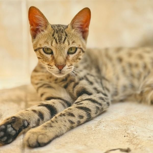 Savannah Cat Body
