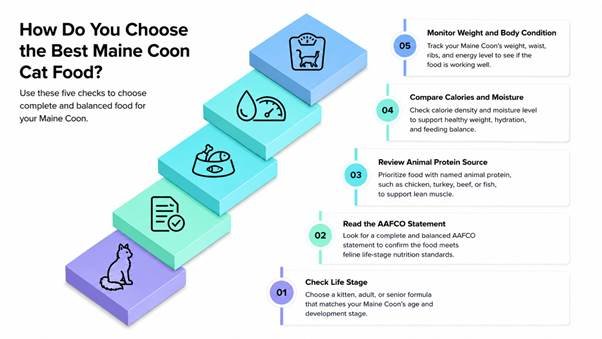 How to Choose Maine Coon Food