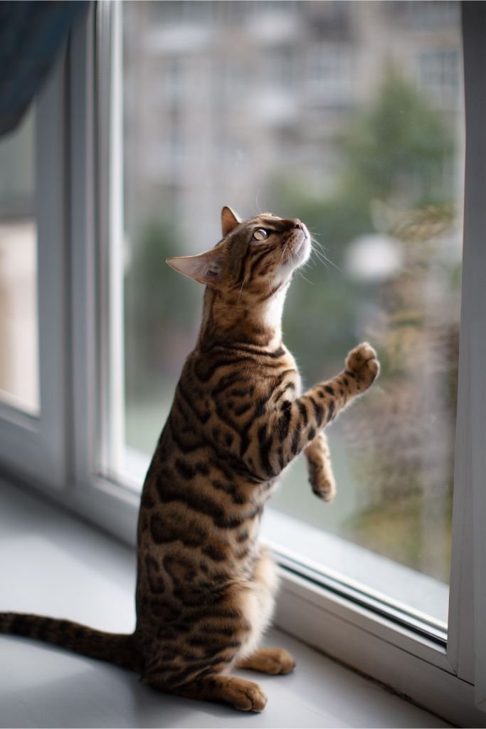 Bengal Cat