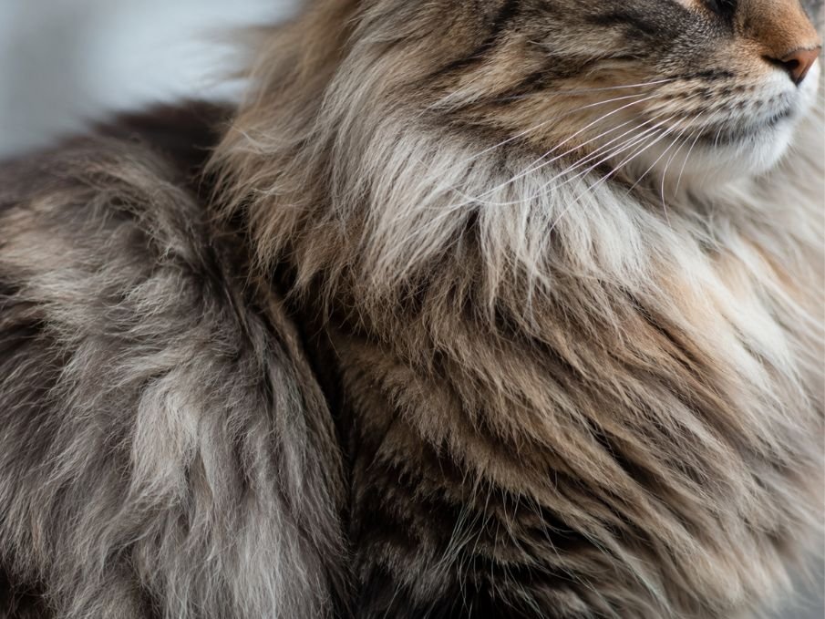 Close-up photo of a Maine Coon coat showing dense fur layers