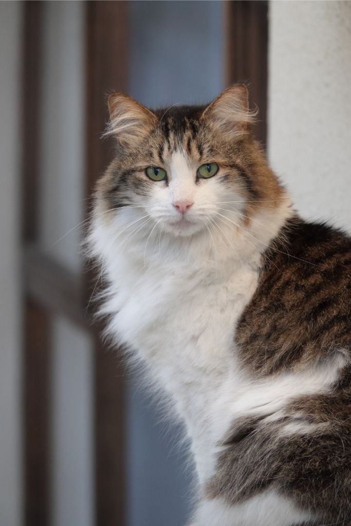 Norwegian Forest Cat