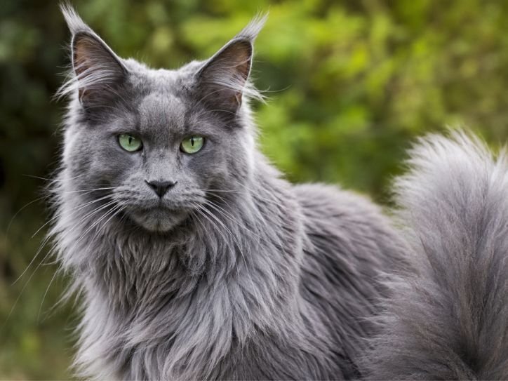 Close-up photograph highlighting the silver-blue coat, green eyes, fluffy tail, and ear tufts