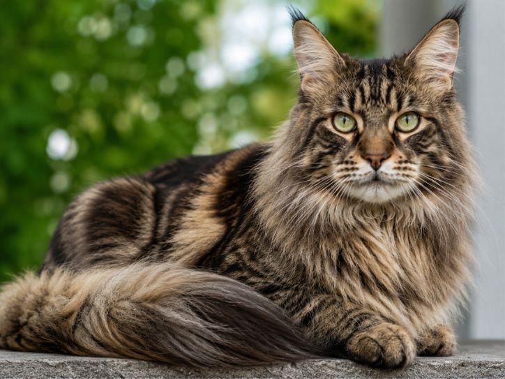 High-resolution close-up of fur texture, eyes, and tail fluff in natural daylight (1)